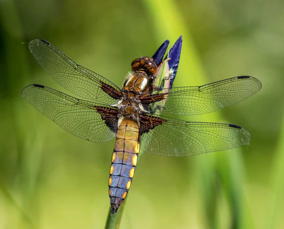 Libellula_depressa